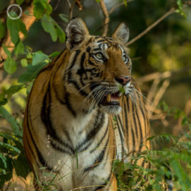 Portfolio carousel 40