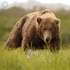 Portfolio carousel 43