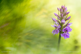 Severine_Greyo_FNP_1