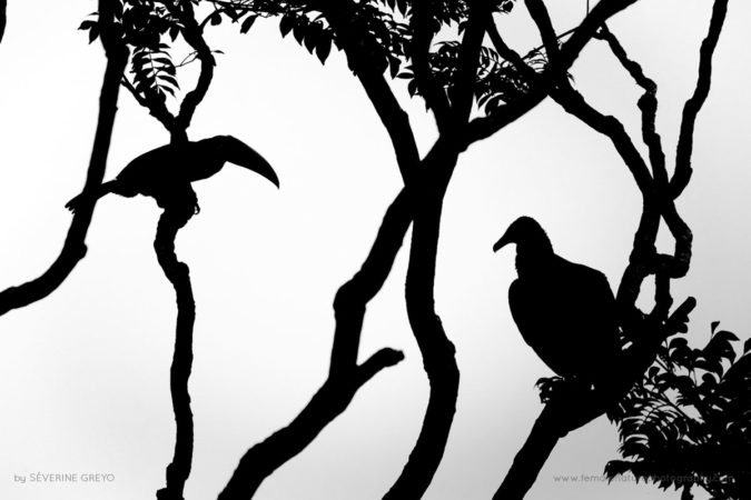 Severine_Greyo_FNP_10