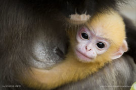 Severine_Greyo_FNP_2