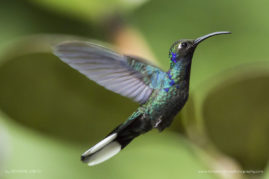 Severine_Greyo_FNP_4