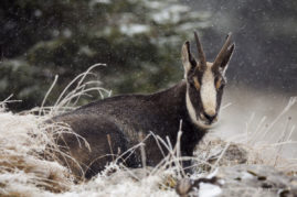 Severine_Greyo_FNP_9