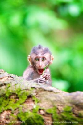 Shannon_Benson_FNP_13