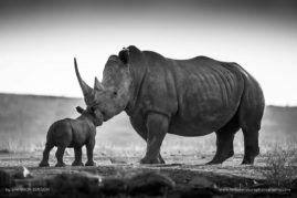 Shannon_Benson_FNP_3