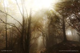 Ambre_de_L'AlPe_FNP_1