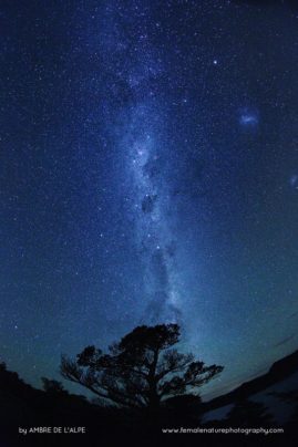 Ambre_de_L'AlPe_FNP_15