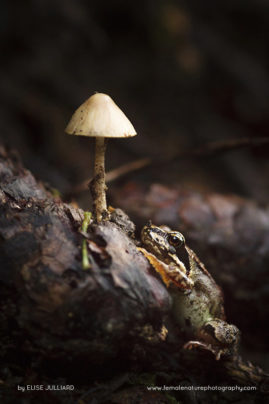 Elise_Julliard_FNP_11