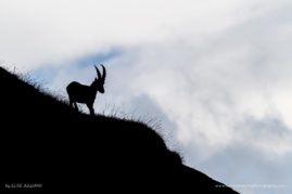 Elise_Julliard_FNP_9