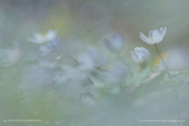 Katarzyna_Gubrynowicz_FNP_5