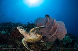 Michele_Westmorland_FNP_10