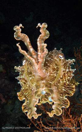 Michele_Westmorland_FNP_12