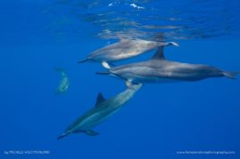 Michele_Westmorland_FNP_2