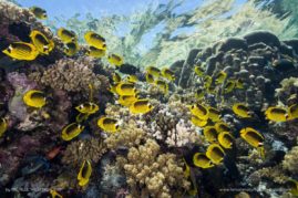 Michele_Westmorland_FNP_4