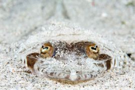 Michele_Westmorland_FNP_5