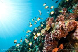 Michele_Westmorland_FNP_7