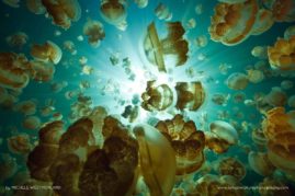 Michele_Westmorland_FNP_8