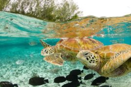 Michele_Westmorland_FNP_9