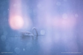 Myriam_Dupouy_FNP_13