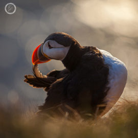 Portfolio carousel 45