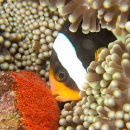 Portfolio carousel 48