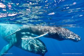 Isabelle_Dupré_FNP_1