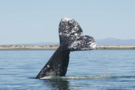 Isabelle_Dupré_FNP_10