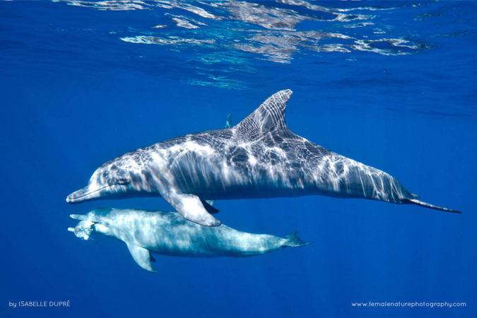 Isabelle_Dupré_FNP_12