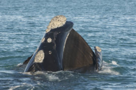 Isabelle_Dupré_FNP_13