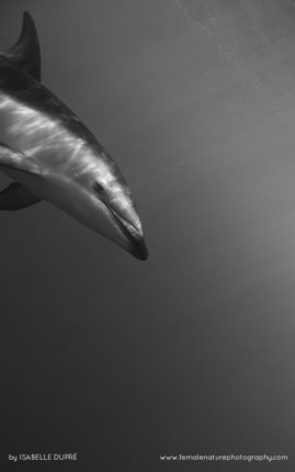 Isabelle_Dupré_FNP_15