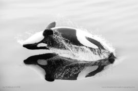 Isabelle_Dupré_FNP_3