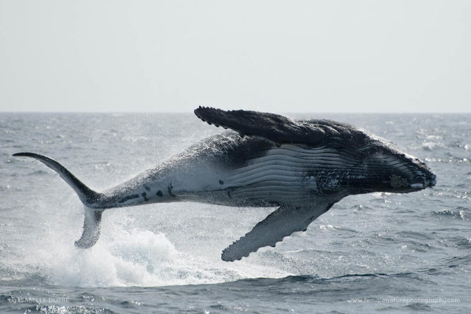 Isabelle_Dupré_FNP_6