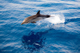 Isabelle_Dupré_FNP_7