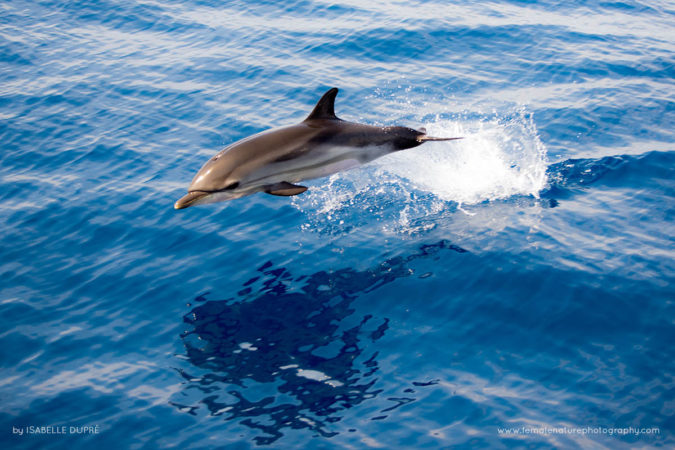 Isabelle_Dupré_FNP_7