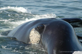 Isabelle_Dupré_FNP_9