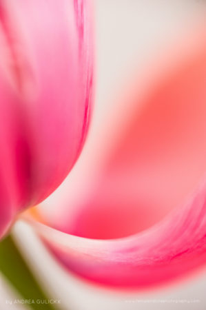 Abstract Tulip