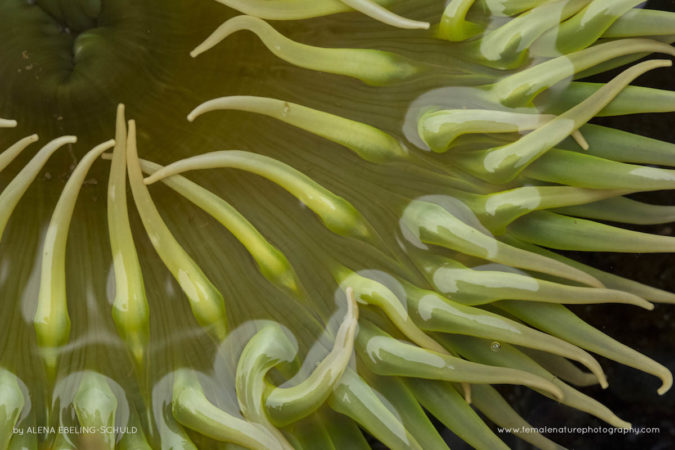 Alena-Ebeling-Schuld-FNP-13