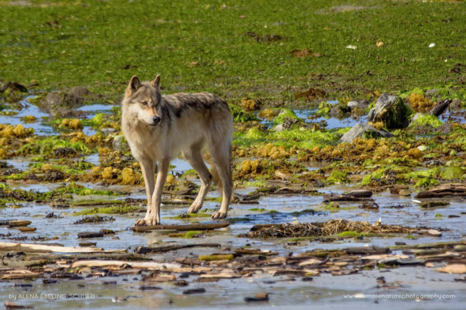 Alena-Ebeling-Schuld-FNP-14