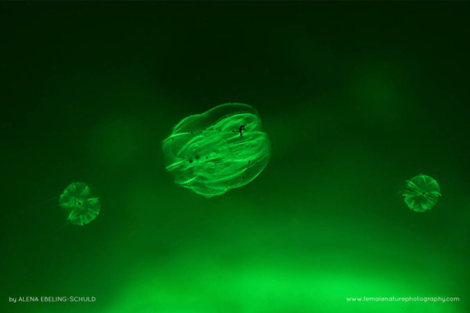 Alena-Ebeling-Schuld-FNP-8