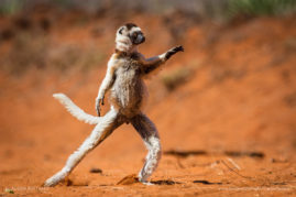 Alison-Buttigiegr-FNP-1