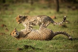 Alison-Buttigiegr-FNP-10