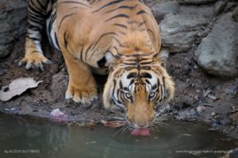 Alison-Buttigiegr-FNP-11