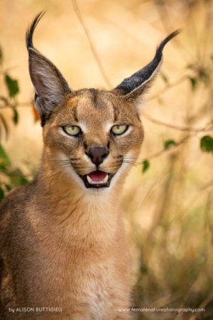 Alison-Buttigiegr-FNP-13