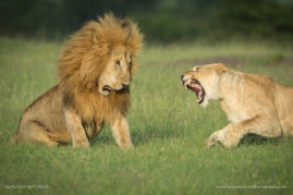 Alison-Buttigiegr-FNP-4