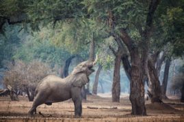 Alison-Buttigiegr-FNP-5