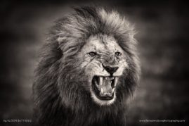 Alison-Buttigiegr-FNP-6