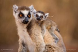 Alison-Buttigiegr-FNP-7