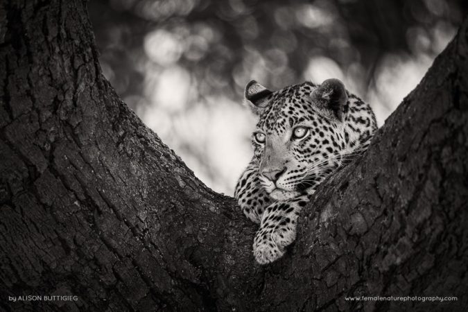 Alison-Buttigiegr-FNP-8