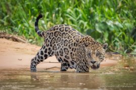 Alison-Buttigiegr-FNP-9