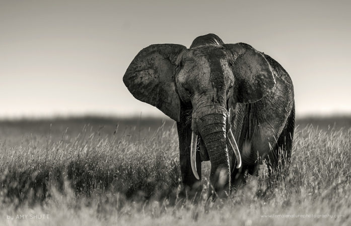 Textures - African Elephant, Maasai Mara, Africa